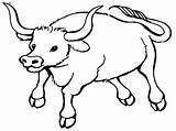 Coloring Bull Printable Pages Colouring Choose Board sketch template