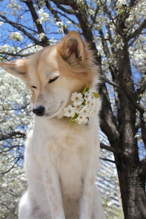 prettiest dog ive   raww pretty dogs cute animals