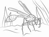 Avispas Colorare Hornet Wasp Mud Dauber Pintar sketch template