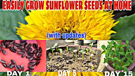 grow sunflower seeds  home  updates youtube