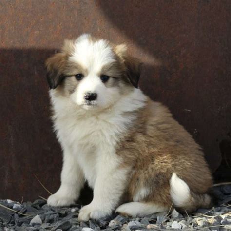 great pyrenees mix puppies  sale greenfield puppies