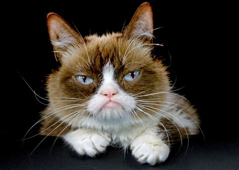 Grumpy Cat Pouty Faced Internet Sensation Dead At 7 Rolling Stone