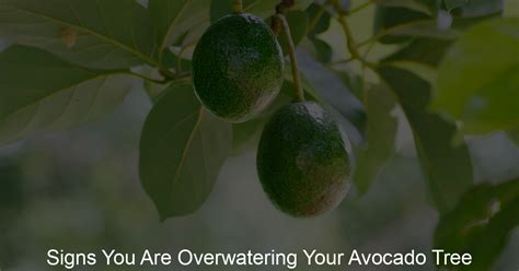 Signs You Are Overwatering Your Avocado Tree Ripen Avocados
