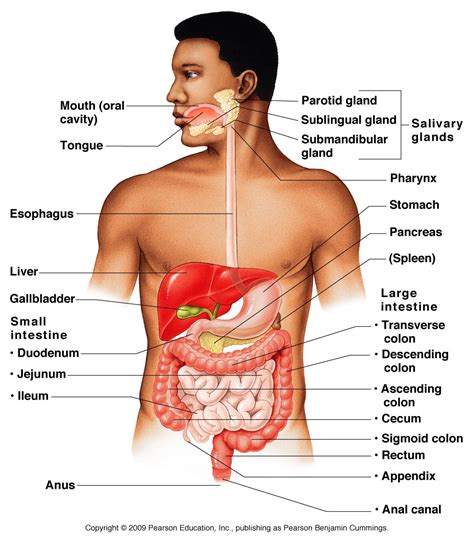 human digestive system health images reference
