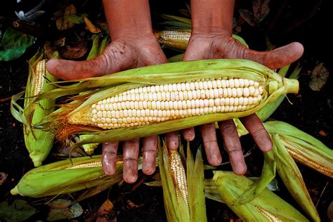 thumbnail guide  maize corn origin types  food products