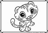 Coloring Tiger Pages Baby Cute Tigers Realistic Colouring Clipart Color Liger Kids Getdrawings Footprint Drawing Animals Library Getcolorings Printable Popular sketch template