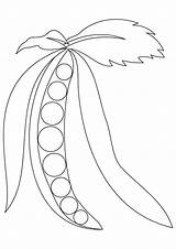 Peas Coloring Pages Books Categories Similar sketch template