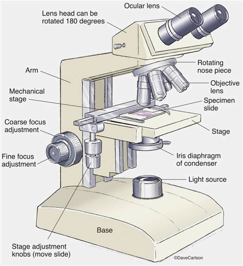microscope drawing worksheet  paintingvalleycom explore collection  microscope drawing