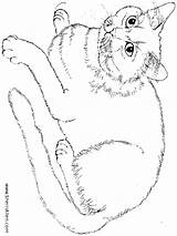 Katten Kleurplaten Poezen sketch template