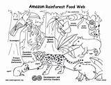 Rainforest Food Web Chain Amazon Coloring Pages Kids Tropical Clipart Colouring Pdf Diagram Higher Downloading Resolution Exploring Resource Nature Exploringnature sketch template