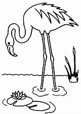 Flamingo Coloring Pages Animals sketch template