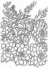 Succulent Coloring Drawing Printable Pages Color Plants Print Getdrawings Adult Cards Visit Drawings sketch template