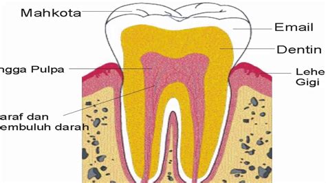 bagian gigi struktur  jenis gigi youtube