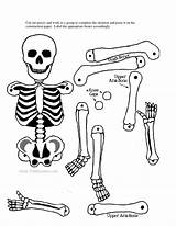Skeletal System Human Skeleton Drawing Halloween Printable Pages Coloring Crafts Bones Label Craft Without Cut Body Kids Project Print Science sketch template