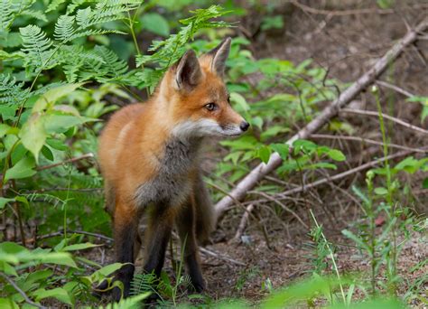 fox    wild dont feed  city  mississauga