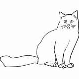 Cat Coloring Pages Printable Ragdoll Kids Persian sketch template