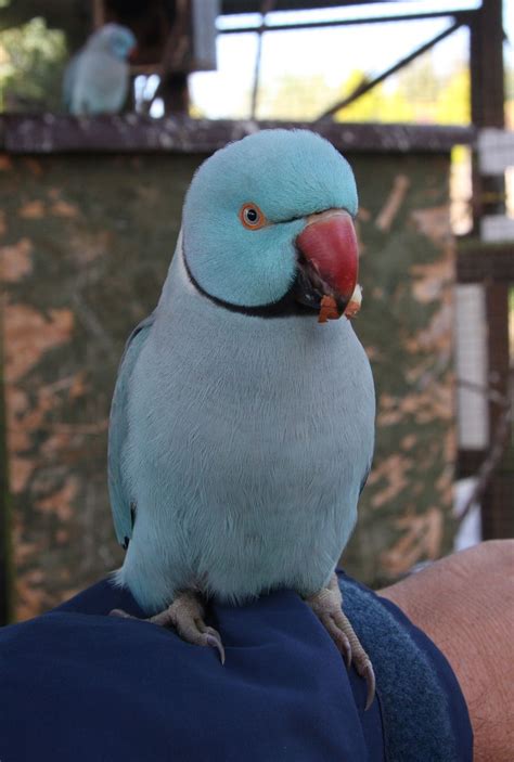 Facts About Indian Ringneck Parakeets