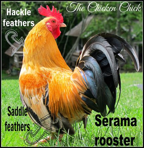 hackle feathers grow around a chicken s neck and begin to appear as a