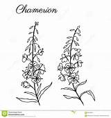Fireweed Dreamstime Clipart sketch template