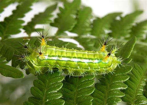 Fern Cup Moth - ? Hedraea quadridens