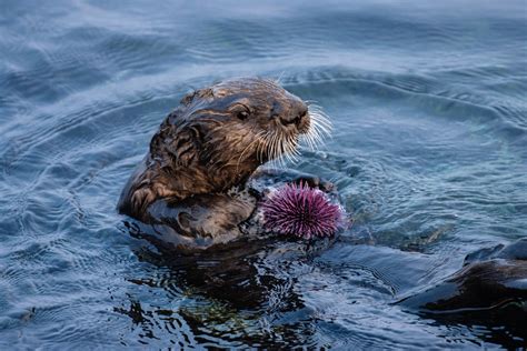 sea otters maintain remnants  healthy kelp forest  sea urchin barrens