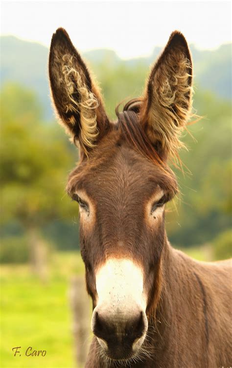 im  ears donkey  fedecaro  px horses ponies