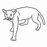 Cougar Coloring 230px 78kb sketch template