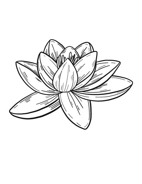 water lily coloring page flower coloring pages adult etsy  zealand