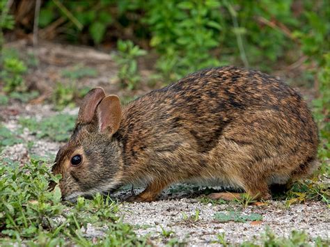 Commonly Confused Mammals Of Florida Uf Ifas Extension Pinellas County