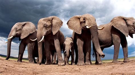 cztery slonie male sloniatko