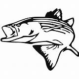 Striped Bass Drawing Clipartmag sketch template