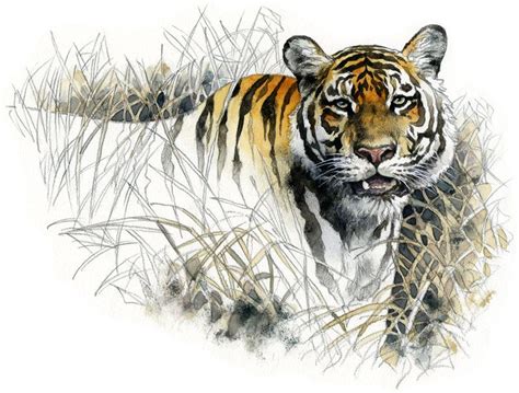 tiger bengal  robertmancinideviantartcom  atdeviantart wildlife