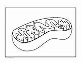 Mitochondria Diagram Coloring Cell Reading Subject sketch template