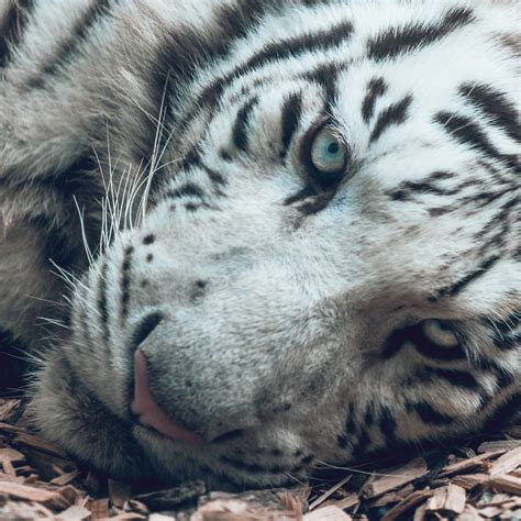 white tiger  stock photo public domain pictures