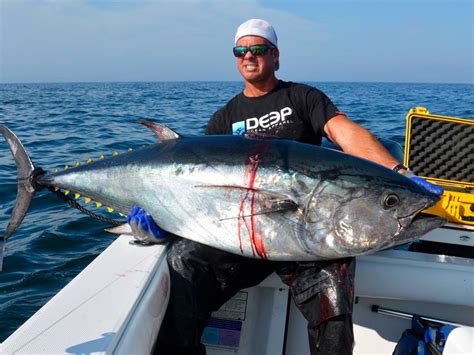 bluefin tuna chunking   water