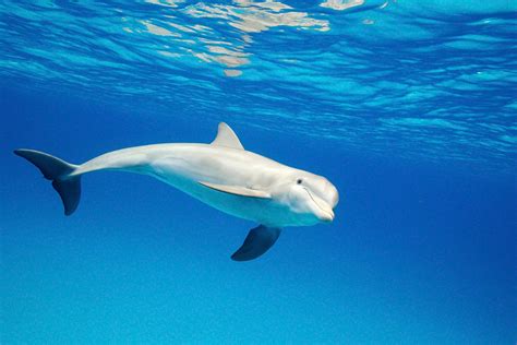 bottlenose dolphin  wildquest wild dolphin swims bahamas