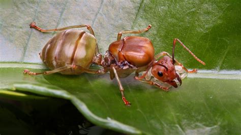 secrets  royalty amazing facts  queen ants