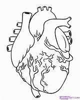 Organ Organs Anatomical Humano Coloringhome Drawn sketch template