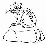 Chipmunk Coloring Pages Baby Clipart Animals Color Chipmunks Animal Kids Print Outline Thecolor Zoo Clip Try Projects Woodland Book Easy sketch template