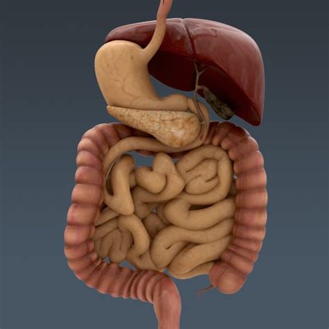 Human Body Internal Organs Anatomy 3d Model Max Obj 3ds Fbx C4d Lwo