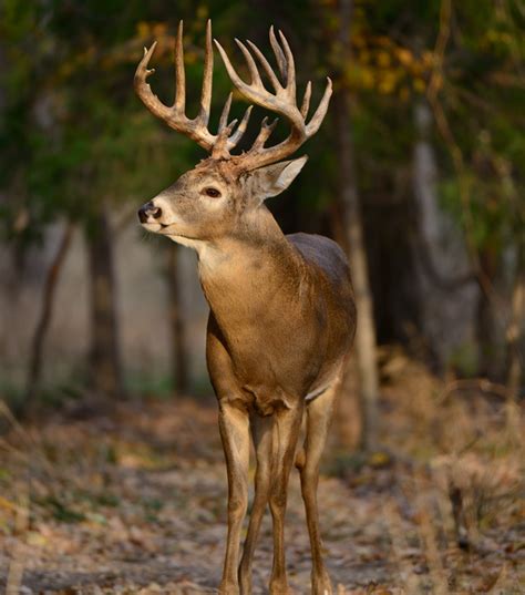 hunt elusive bucks  hunting page