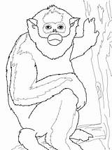 Monkey Coloring Mono Colobus Dorado Titi Supercoloring Designlooter Tamarino 86kb 480px sketch template