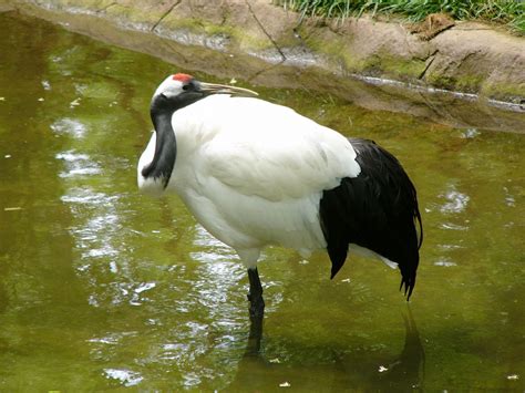 zoo red crowned crane