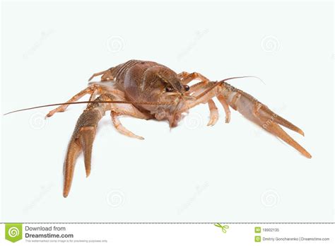 river crayfish stock image image  color food vitality