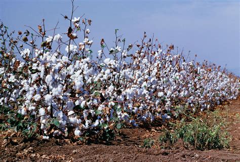 cotton description history production  botanical  facts britannica