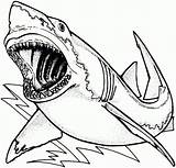 Megalodon Sketch Coloring Pages Paintingvalley sketch template