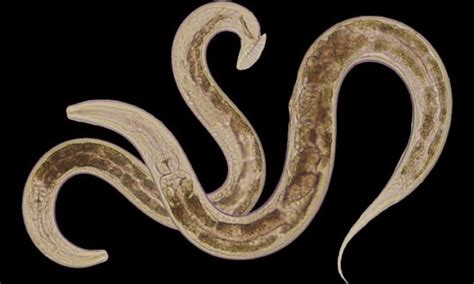 new york worms have killer sperm that causes females to