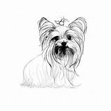 Yorkshire Terrier Dog Yorkie Breeds Sketchite sketch template