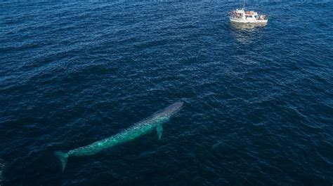 how big is a blue whale blue whale size comparison and length