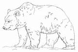 Oso Pardo Bear Grizzly Dibujos Osos Bears Panda sketch template